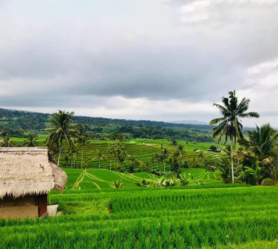 jatiluwih rice terraces