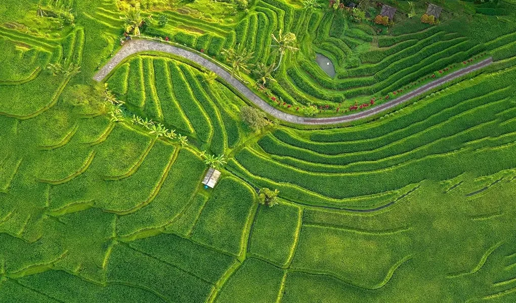 jatiluwih rice terraces