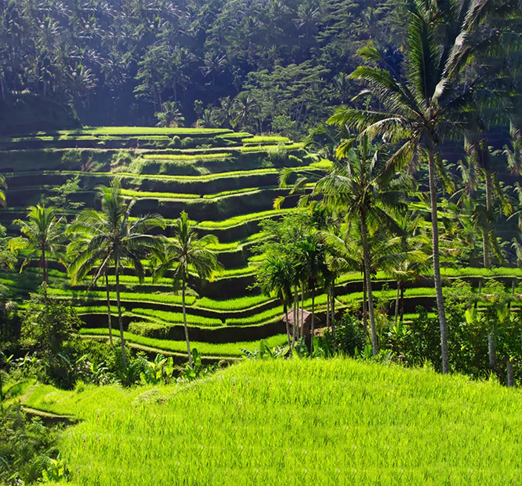 tegalalang rice terraces 1