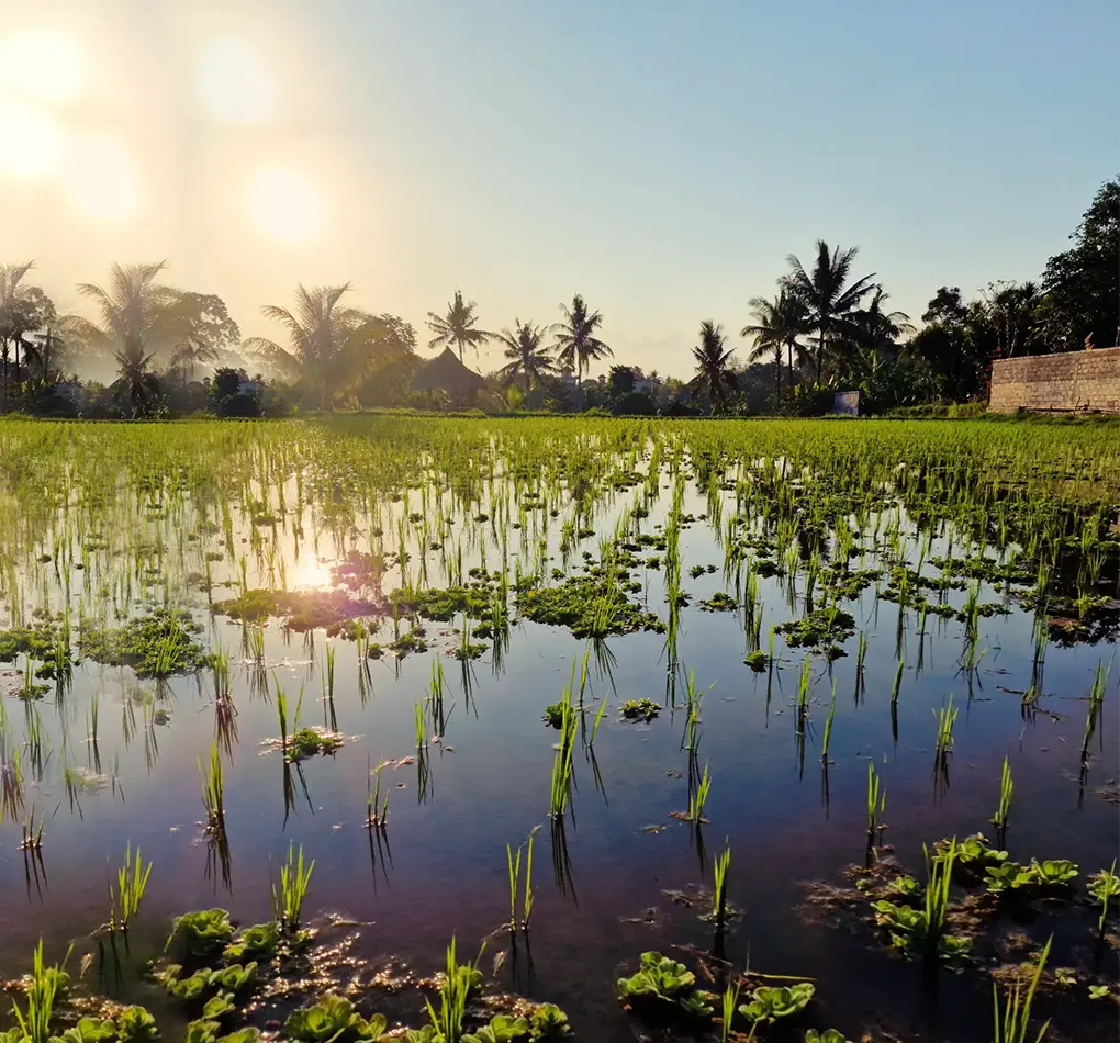 ubud trekking tour 1