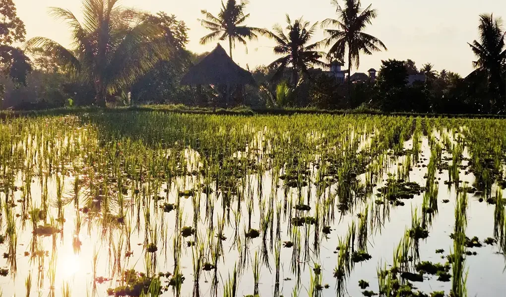 ubud trekking tour