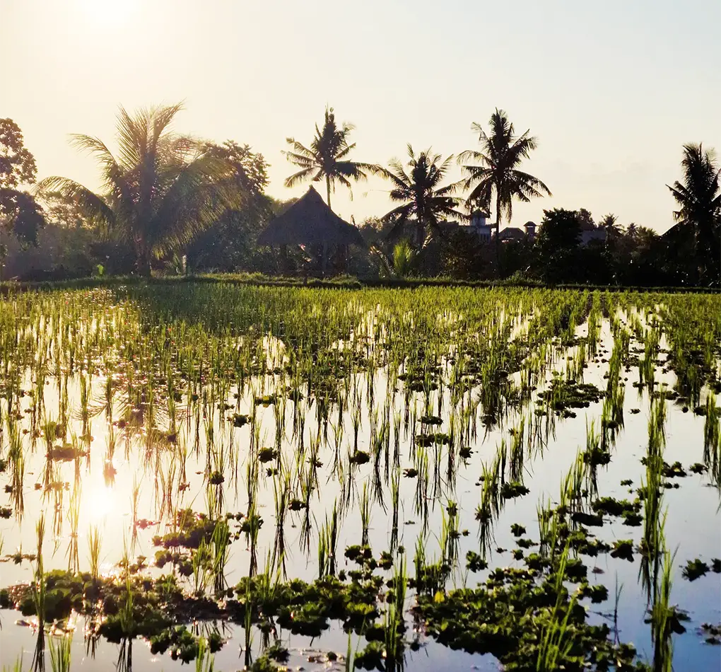 ubud trekking tour