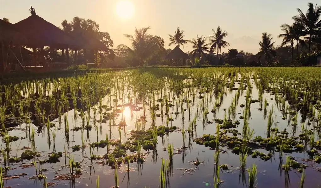 ubud trekking tour