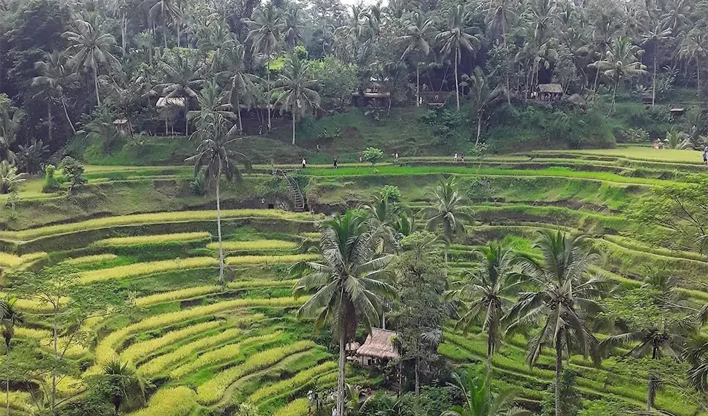 ubud trekking tour