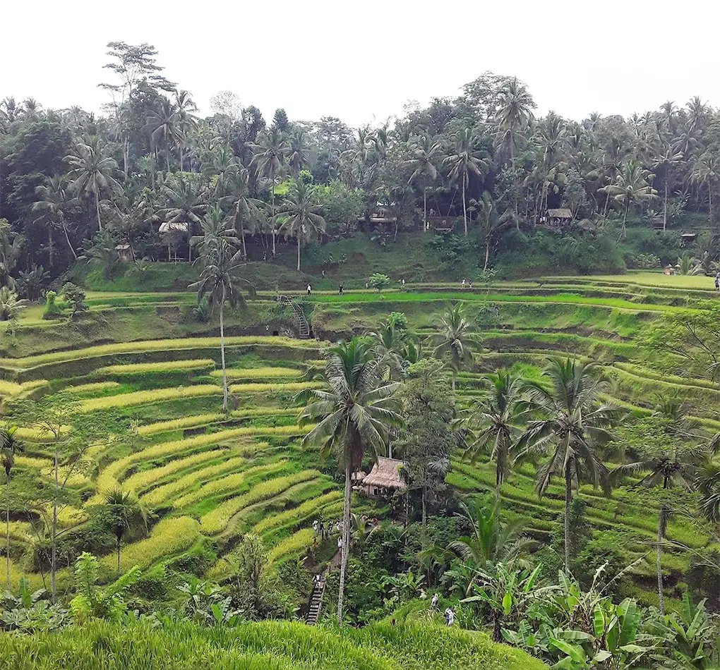 ubud trekking tour